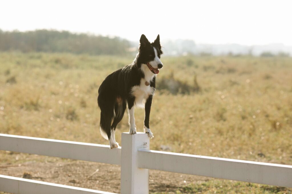 border collie - rasy psów średnich